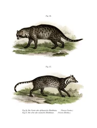 African Civet